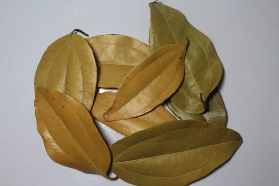 Bay Leaves 2