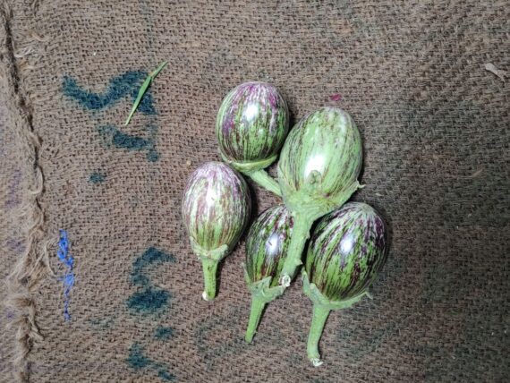 Brinjal Natural