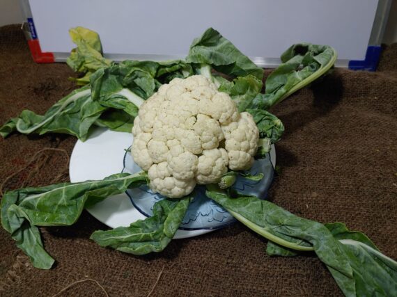 Cauliflower organic