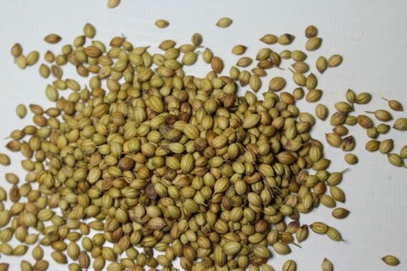 Coriander Seeds 1