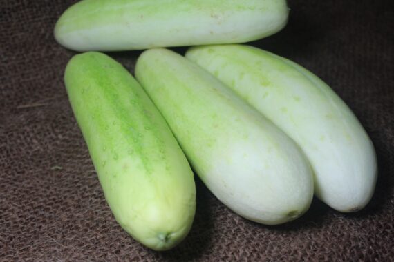 Cucumber 1