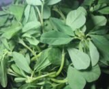 Fenugreek 3 scaled