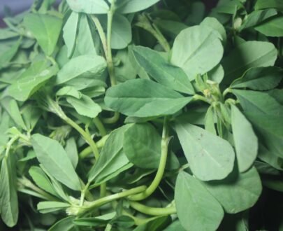 Fenugreek 3 scaled