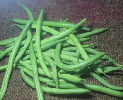 French Beans 2