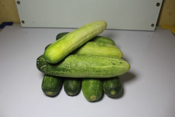 Green Cucumber 1 scaled