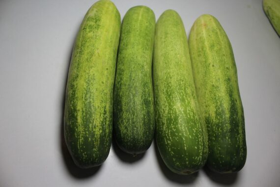 Green Cucumber 2
