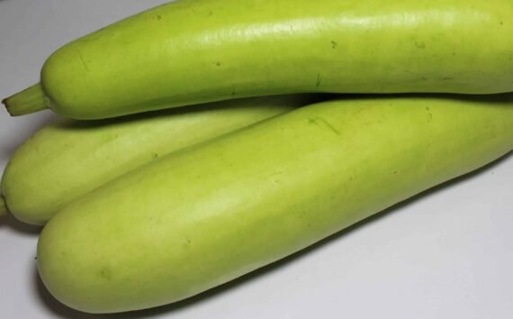 Bottle Gourd Chemical Free