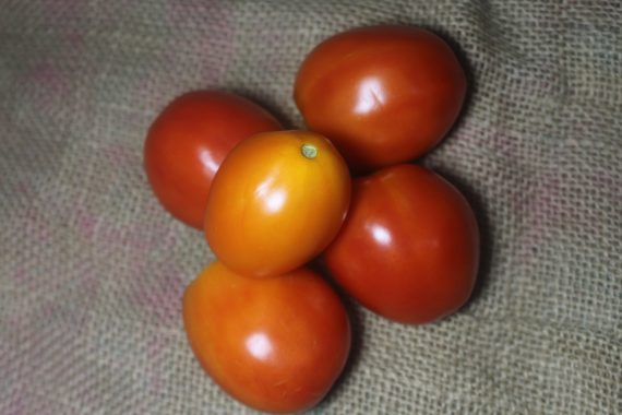 Tomato