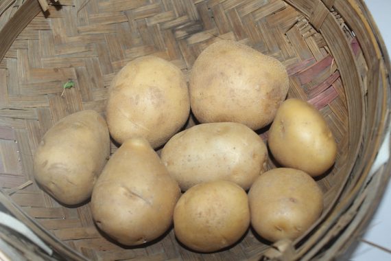 Potato SPNF