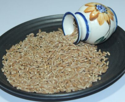 Khapali Wheat 1