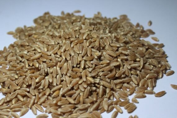 Khapali Wheat 2