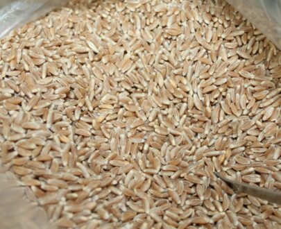 Khapali Wheat 3