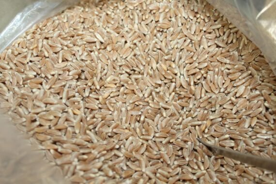 Khapali Wheat 3