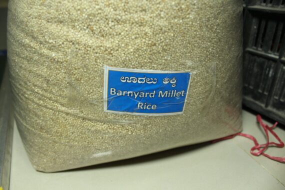 Millet Barnyard 3