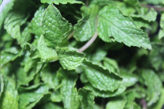 Mint Leaves 1 scaled