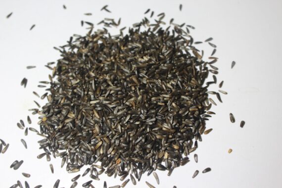 Niger Seeds 1