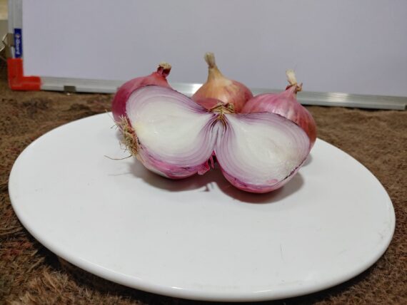 Onion organic scaled
