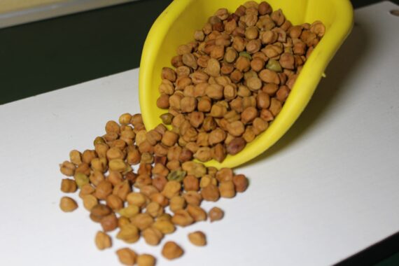 Pulses Chana Harbara 2 scaled