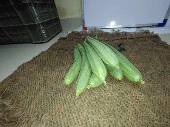 Ridge Gourd organic