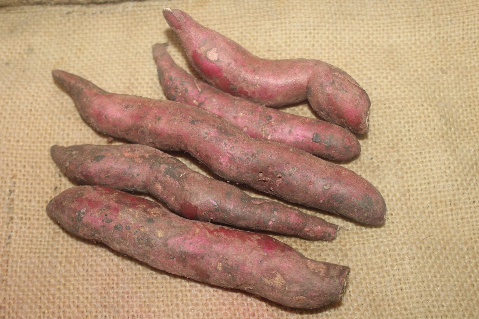 Sweet Potato Sarkhot Natural Farms