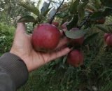 Organic Apple