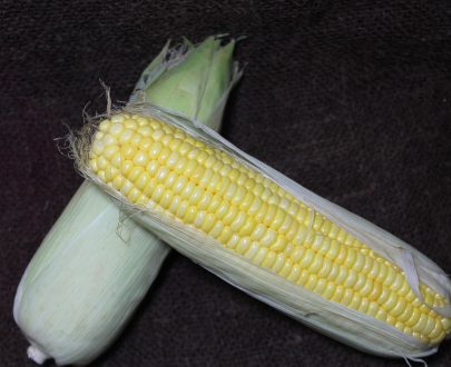 Sweet Corn Organic