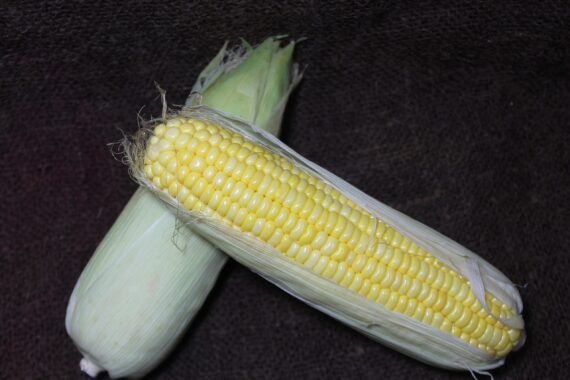 Sweet Corn Organic