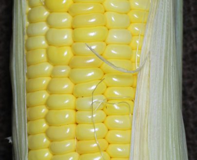 Sweet Corn Natural