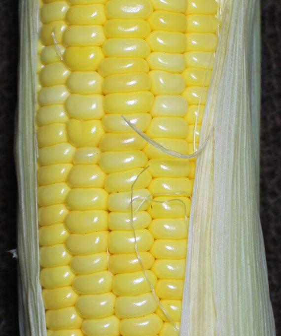 Sweet Corn Natural