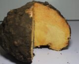 Yam / Elephant Foot / Suran Organic