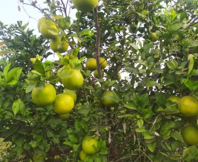 Mosambi Organic, Natural Mosambi, chemical free Mosambi, Sweet lime, Mosambi, Mrig Bahar,