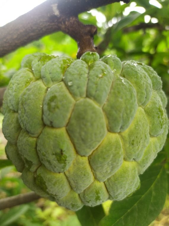 custard apple, sitafal, Organic custard apple, natural custard apple