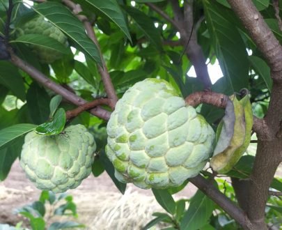 Custard apple, Organic custard apple, Sitaphal, Natural custard apple