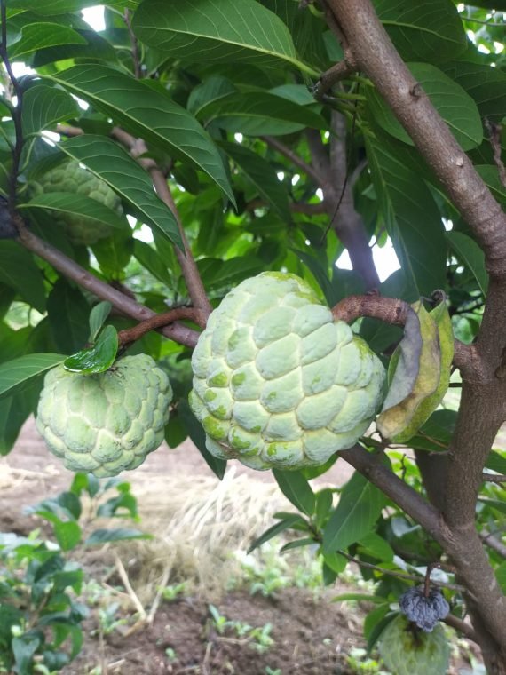 Custard apple, Organic custard apple, Sitaphal, Natural custard apple