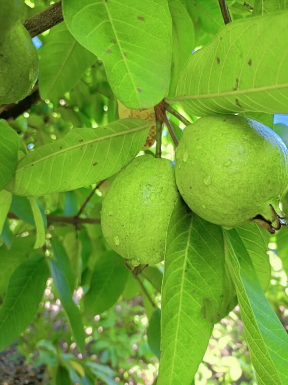 Organic Guava, Peru, Amrud, Chemical free Guava, Naturally Grown Guava