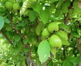 Organic Guava, Chemical free Guava, Amrud, Peru, Guava, SPNF Guava, Subhash Palekar Farming Guava