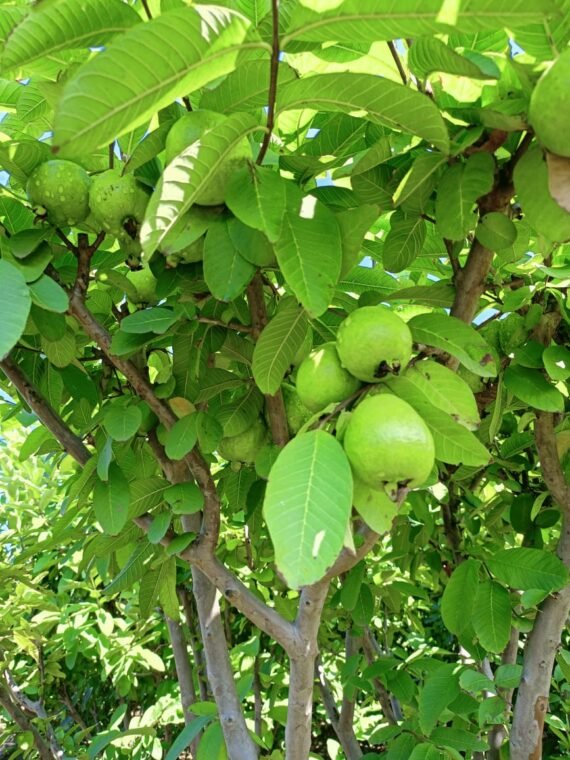 Organic Guava, Chemical free Guava, Amrud, Peru, Guava, SPNF Guava, Subhash Palekar Farming Guava