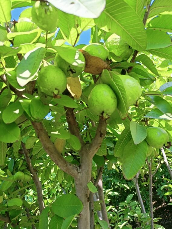 Organic Guava, Naturally Grown Guava, Chemical Free Guava, Amrud, Peru