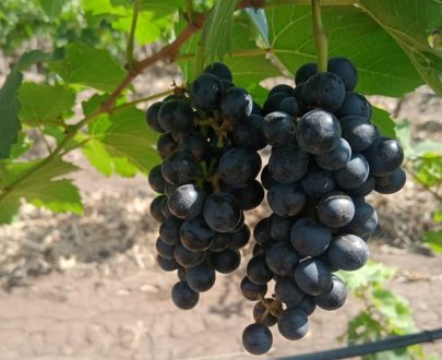 Black Grapes, Seeded Grapes, Black Seeded grapes, Organic Grapes, Organic Black Grapes, Naturally grown grapes, Desi grapes