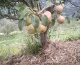 Pear, Organic Pear, Indian Pear, Nashpati