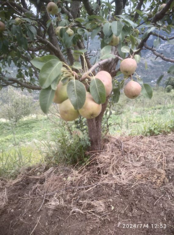 Pear, Organic Pear, Indian Pear, Nashpati