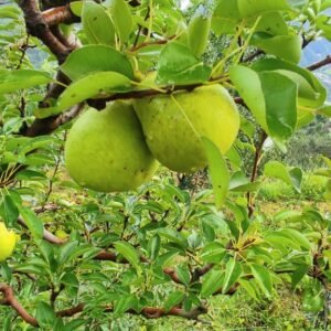 Pear, Organic Pear, Natural Pear, Chemical free Pear
