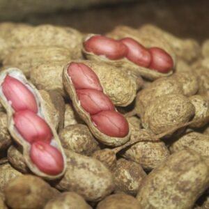 Groundnut Pods - भुईमूग शेंगा