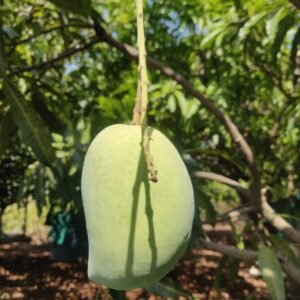 Kesar Mango केशर - 1 Kg