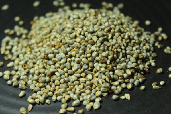 Desi Bajra | Unpolished | Indigenous Pearl Millet बाजरी - Image 3