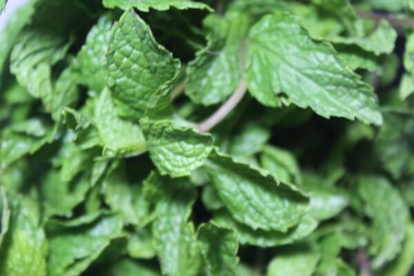 Mint Leaves - पुदीना - Image 3