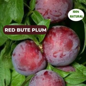 Red Bute Plum आलूबुखारा