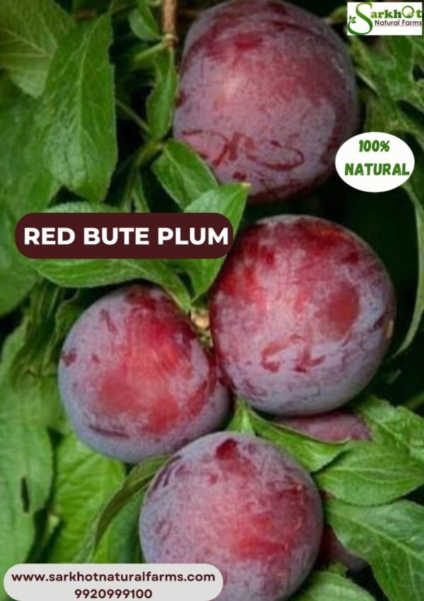 Red Bute Plum आलूबुखारा