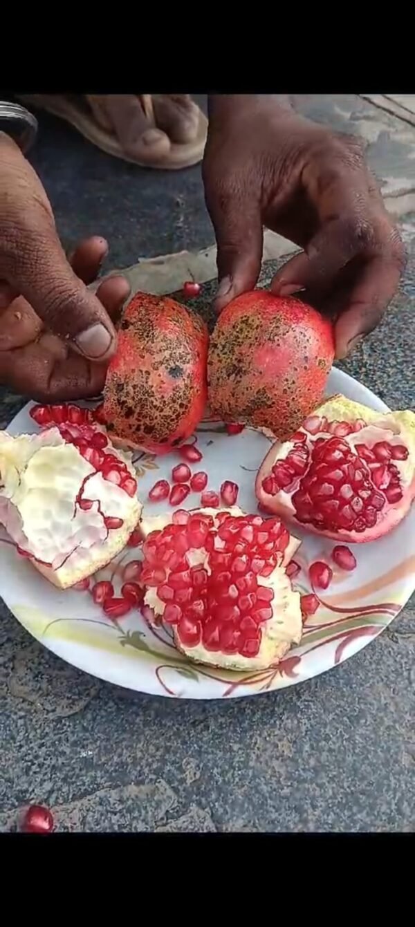 Pomegranate - अनार | डाळिंब - Image 3