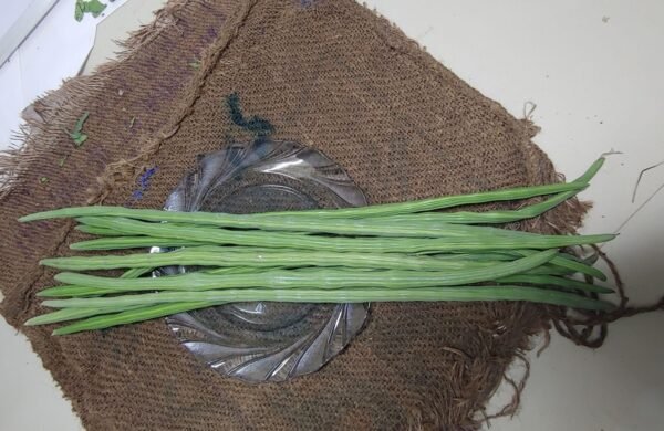 Drumstick | शेवगा शेंगा | सहजन